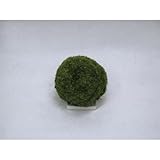 コケ・丘マリモ(山苔)・S 苔玉