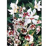 ブンカンカ（文冠果）5号ポット[紅白のつややかな花で実は薬用にも] ノーブランド品