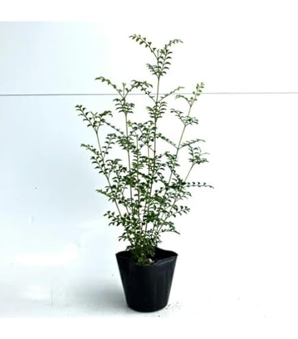 Amazon.co.jp: シマトネリコ 株立 20 常緑樹！ : DIY・工具・ガーデン