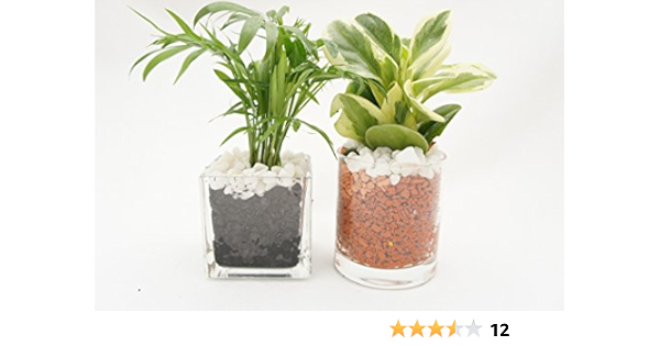 Amazon 在庫限りの限定価格 お得な二個セット プレゼントにお部屋のインテリアに ハイドロカルチャー 観葉植物 炭 セラミス 二個セット 角7 5 サークル80 土を使っていないから害虫が発生せず衛生的 お世話も簡単です 観葉植物 オンライン通販