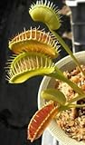 Dionaea muscipula Z11 - Venus fly trap - 3 seeds