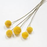 花ロジ ドライフラワー クラスペディア ゴールデンスティック（5輪）