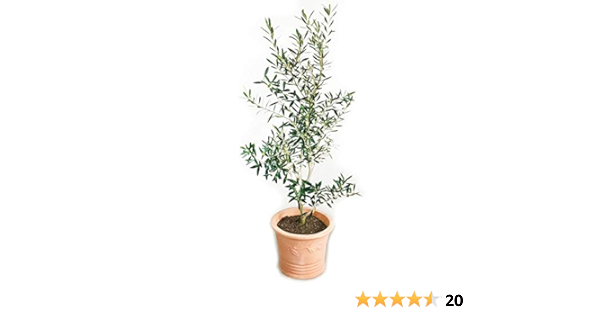 Amazon Co Jp オリーブの木 テラコッタ鉢植え 観葉植物 本物 鉢植え ガーデニング インテリア 大型 おしゃれ バルコニー Diy 工具 ガーデン