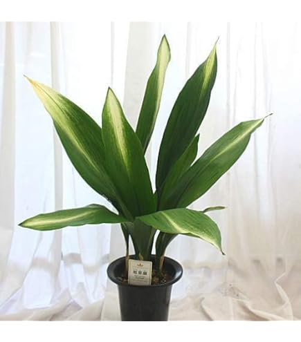 Amazon.co.jp: ハラン（葉蘭）：天の川3.5号ポット [縞斑に星を