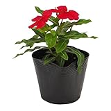 花市場直送便 花苗 日々草 赤 8入