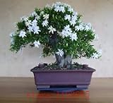 200pcs Gardenia Seeds (Cape Jasmine ),bonsai flower seeds, smell & beautiful flowers potted plants f