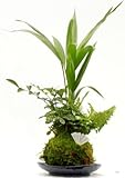 4寸苔玉アレカヤシ寄せ植え美濃焼皿付き