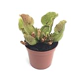 食虫植物　Sarracenia purpurea ssp.venosa YN　(サラセニア プルプレア ベノーサ)