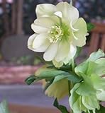 【クリスマスローズ アンジェリエ】 ポット苗