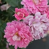 バラ苗 ファンシーラッフル 国産新苗4号ポリ鉢 つるバラ(CL) 四季咲き中輪 ピンク系