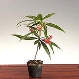 苗：百両(赤実)