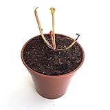 【食虫植物】Sarracenia flava var. maxima (all green) (seedling) (サラセニア フラバ var. マキシマ オールグリーン) 実生系【Baby pla