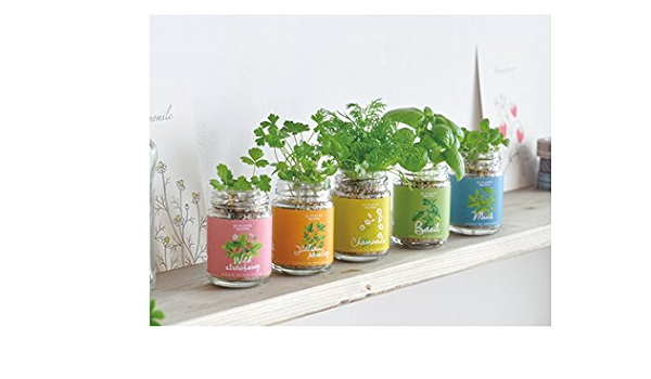 Amazon 栽培キット 栽培セット ハーブ Seishin 聖新陶芸 キッチンファームボトル イタリアンパセリ 観葉植物 インテリアグリーン 栽培キット オンライン通販