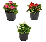 花市場直送便 花苗 ベゴニアセンパー MIX 24入