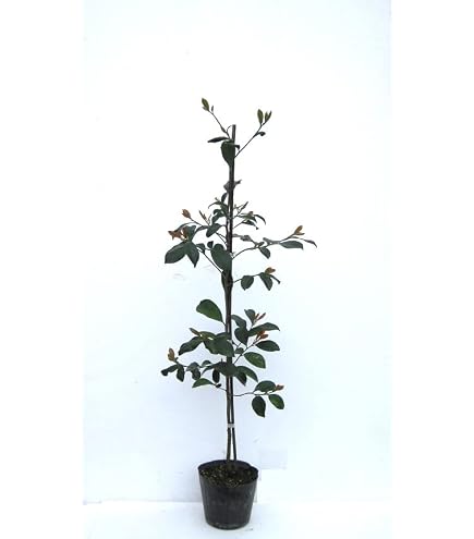 Amazon.co.jp: アロカリア ナンヨウスギ 鉢植え 苗 苗木 庭木 : DIY