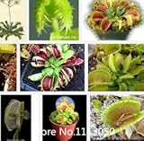 プロモーション送料無料ハエジゴク種子Muscipulaジャイアントクリップハエトリグサ種子を300PCS虫シードの庭の花の種子ボン