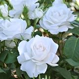 バラ苗 アンナプルナ 国産大苗ドリュオリジナル角鉢6号 四季咲き中輪 白系 フレンチローズ（ドリュ）