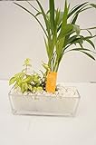 【土を使っていないから衛生的でお手入れ簡単】　 ハイドロカルチャー　観葉植物　寄せ植え２種　レヒテックＭ　透明な器と白い砂がどんなお部屋にもマッチします