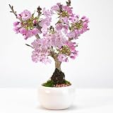 盆栽妙 ミニ桜の盆栽 トルコブルー波和鉢 ミニ盆栽 花 フラワーギフト 花 さくら 桜 八重桜
