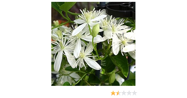 Amazon 宿根草 原種系 フラミュラ系 クレマチス 仙人草 センニンソウ 花
