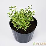シルバータイム 【苗】 ９ ｃｍ ポット ＜当店は 苗 種 鉢 培養土 ニーム の専門店＞