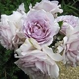 バラ苗 ルシファー 国産大苗河本オリジナル角鉢6号 ヘブンシリーズ　四季咲き中輪 紫系