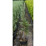 ブルーヘブン 5号ポット