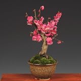 小品盆栽：紅梅（信楽焼小鉢）*