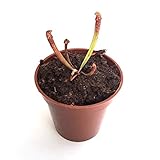【食虫植物】Sarracenia leucophylla Hybrid (seedling) (サラセニア レイコフィラ ハイブリッド) 実生系【Baby plants】