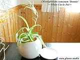 オリヅルラン・ボニー / パーフェクトサークル・ホワイト / Chlorophytum Comosum Bonnie / Perfect Circle White / インテリア観葉植物 / 鉢植え