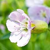 シレネ・シェルピンク 3号ポット 2個セット 【品種で選べる花苗】学名：Silene uniflora 'ShellPink'/ナデシコ科シレネ属 耐寒性半常緑多年草/原産地：ヨーロッパ/別名：ウニフロラ、ユニフロラ、マリティマ、ハマベマンテマ●柔らかい花色が印象的なお花です。咲き始めは濃く、咲き進むにつれて、白が入っていく、花色の変化まで楽しめます。花の萼(ガク)はツボのような形をしており、そこから隙間なく展開する花弁(花びら)は独特の可愛らしさがあります。枝はよく伸びるので、石垣や、高さのある鉢から枝垂れさせると、とても綺麗です。ハンギングや寄植えにしてもよいでしょう。また、グランドカバーにも使えます。