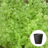 コリアンダー / パクチー 栽培 セット / ハーブ / 軽量 プラスチック 鉢 プランター / ダークブラウン