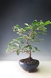 盆栽　姫柿　花芽付き！老爺（ローヤ）柿（紅真珠）（メス）の盆栽【現品】実は1つのみ