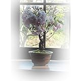 母の日ギフト 桜盆栽