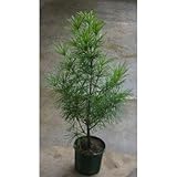 コウヤマキ (こうやまき高野槙) 8号ポット