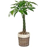 観葉植物 本物 パキラ8号鉢 【ツートーン鉢カバー付】