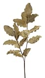 パックの6 EvaグリーンProtea Foliage Stem 45 "