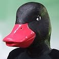 ラバーマスク アヒルブラック