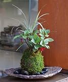 縁起のいい植物として知られるヤブコウジを苔玉に【ヤブコウジ（十両）と斑入り竜のひげ苔玉・くらま岩器セット】 (敷石の色（黒）)