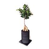 ガジュマル × エコポチ・チムニー(円柱型)　黒【eco-pochi】　竹炭やシラスを使った観葉植物用ポッド