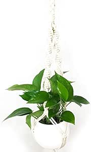 Amazon Co Jp 観葉植物 本物 プラントハンキング セット ポトス パーフェクトグリーン 育てやすい観葉植物 ハンギング パーフェクト グリーン プラントハンギング マクラメ Diy 工具 ガーデン