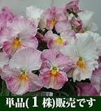 パンジー ユニーク系 ももこ 10.5cmサイズ大ポット 1ポット パンジー ビオラ すみれ 苗 寄せ植え