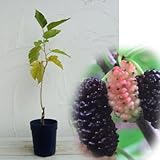 マルベリー（桑）：一ノ瀬（イチノセ）5号ポット[カイコの餌に・蚕飼育用品種][苗木] ノーブランド品