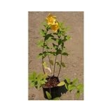 ヒペリカム・ヒドコート (大輪金糸梅) 3.5号ポット