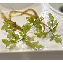 Amazon.co.jp: ウォータースプライト3株（無農薬）｜水中葉 : ペット用品