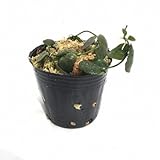 アリ植物 Dischidia collyris ３号ポット (ディスキディア　コリリス）