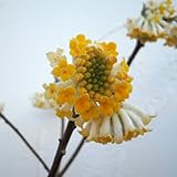 [盆栽用苗木]ミツマタ：黄花3号ポット ノーブランド品
