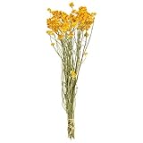 東京堂 ドライフラワー ローナス (55g入) #イエロー FD003050