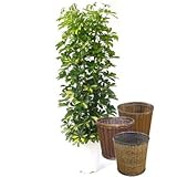 シェフレラホンコンカポック(斑入り)【バスケット(鉢カバー) 付き】 バスケット03