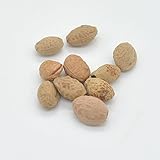 20個 /バッグ桜の種 日本の桜の木の種子 庭のための観葉植物 さくら樹木の種 (20個入り)